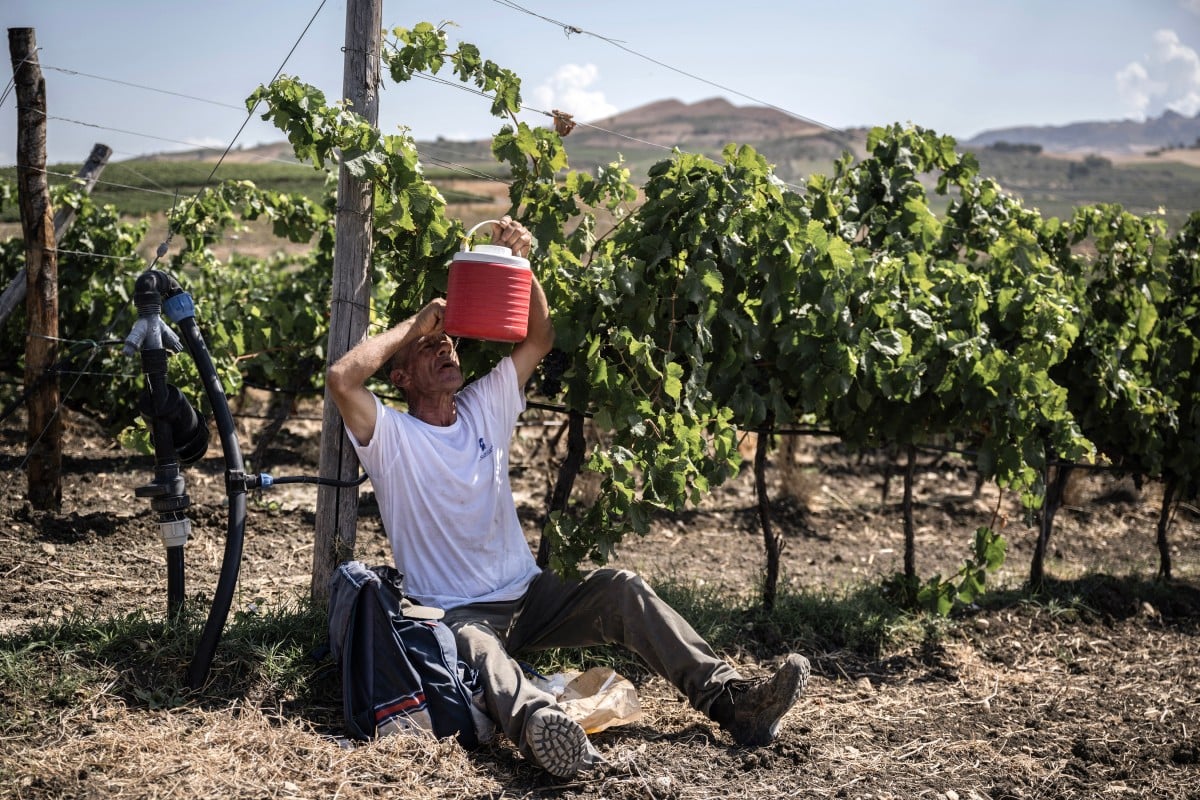 A worker takes a break during harvest of Merlot grapes in Contessa Entellina, south-west Sicily in August 2024