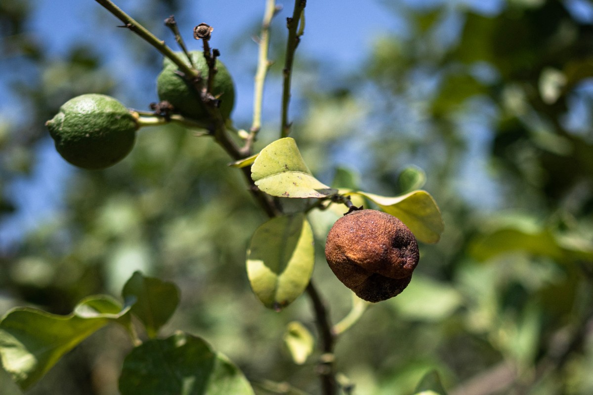 A picture shows a dry lemon on a tree, burnt due to the sun and high temperatures in a lemon field in Campobello di Mazara, south west of Sicily, o