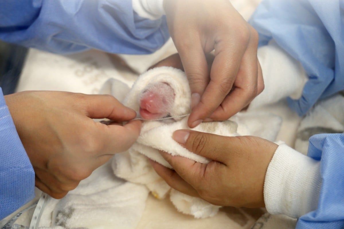 newborn panda cub