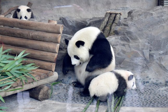 Meng Meng and cubs