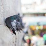 What can I do if I have a pigeon infestation on my balcony in Austria?