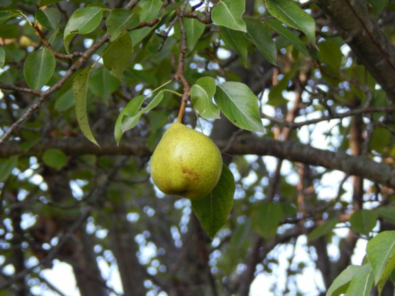 Pictured is a pear tree.