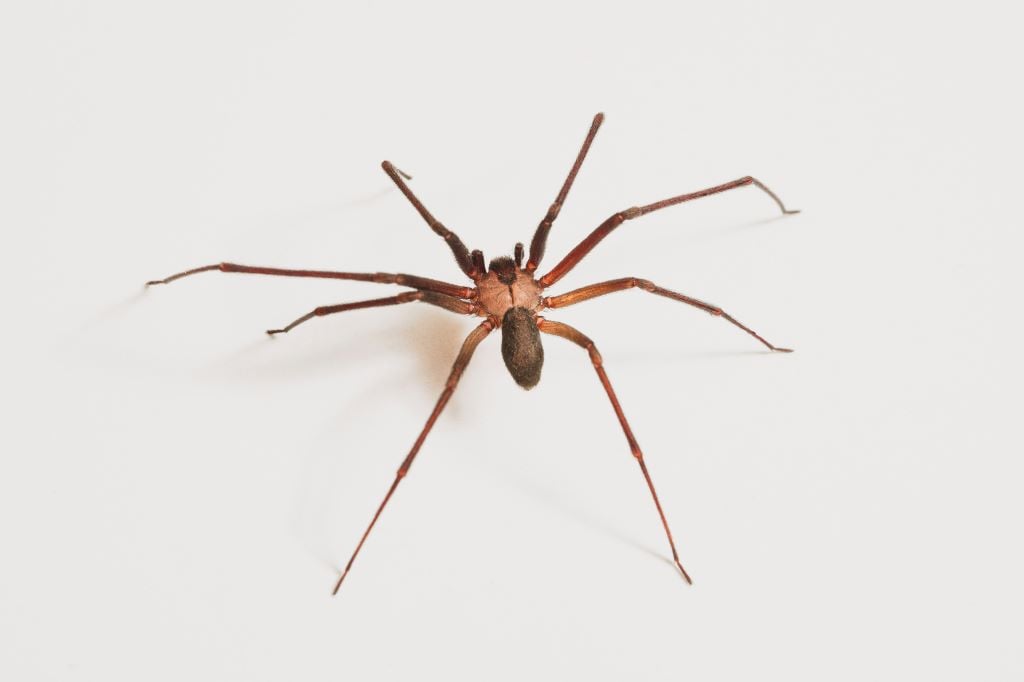 A close-up view of a violin spider