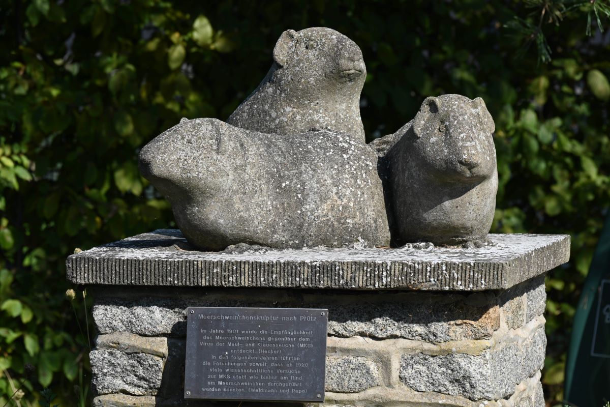 stone Guinea pigs