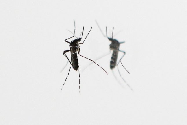 French health authorities warn of risk of 'epidemic' from mosquito-borne disease