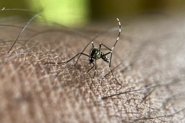 Closeup of a mosquito pictured while biting a person