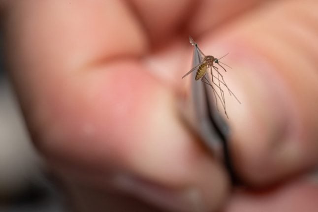 File photo of a mosquito collected on August 25th 2021 in Louisville, Kentucky