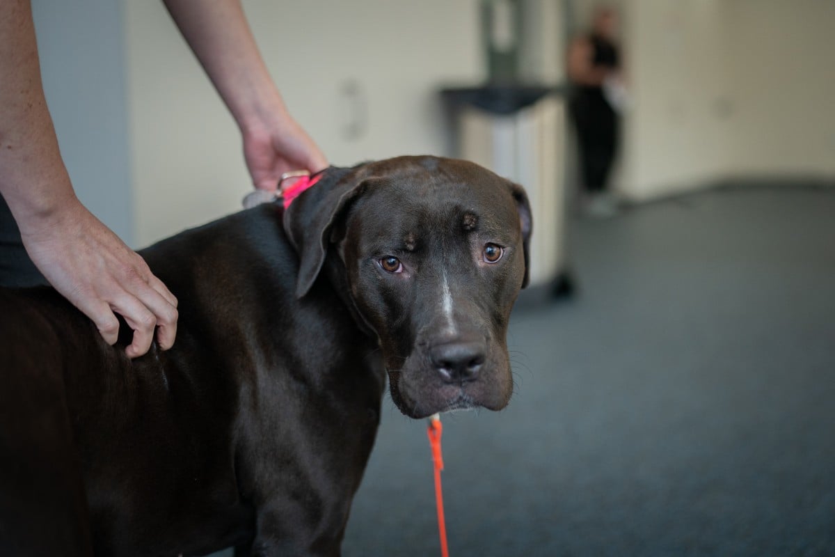 Lo que debes tener en cuenta antes de adoptar un perro de rescate en España