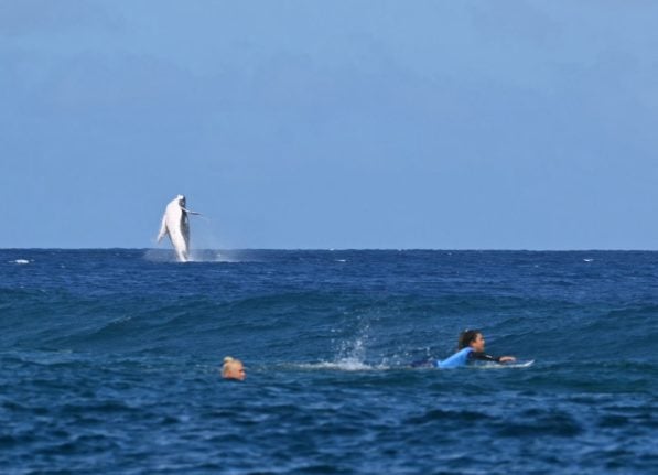 A whale breaches during the 2024 Olympic Games, in Teahupo'o, on the French Polynesian Island of Tahiti