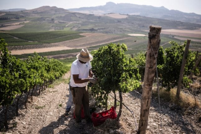 Italy seen overtaking France as world's largest wine producer