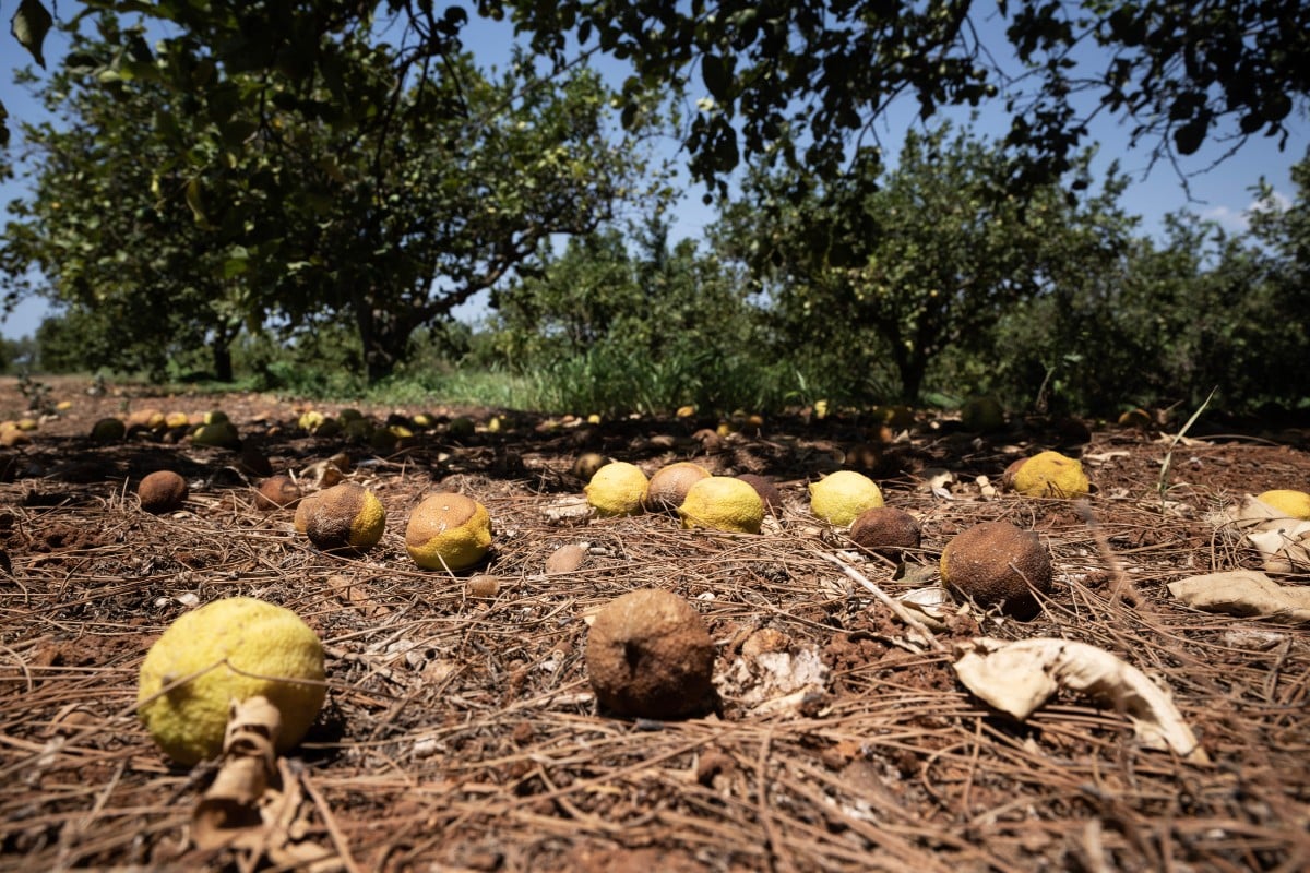 Dried-up lemons lie on the ground in a lemon field in Campobello di Mazara, southwest Sicily, in August 2024