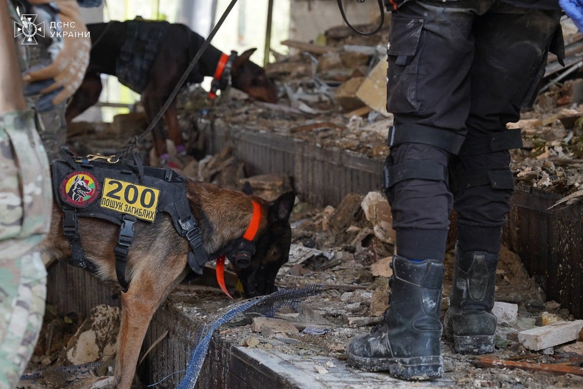 a dog searches rubble in Ukraine