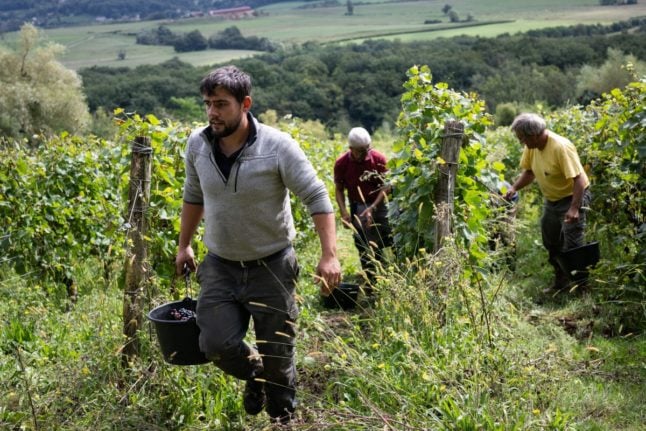 Workers of Domaine Sermier take part in a pinot noir grape harvest for Cremant (sparkling wine) at a vineyard, in Brery, in the eastern French Jura wine region