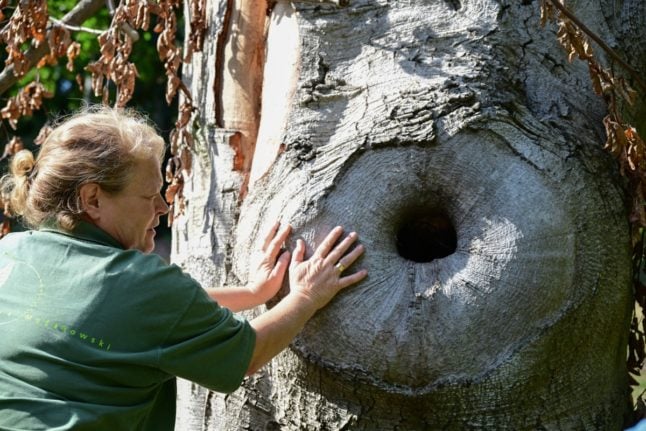 Germany's parks plant a way forward on climate change