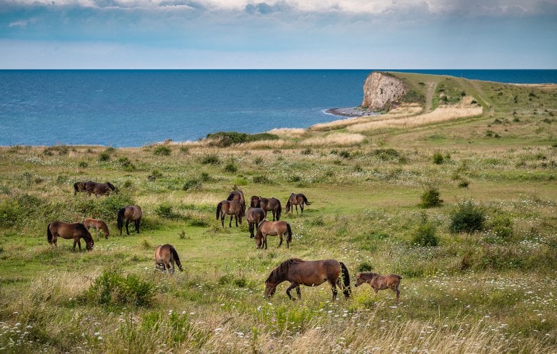 Wild horses by the coast on Langeland