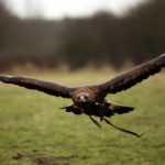 Eagle that attacked toddler in Norway linked to other incidents: authorities