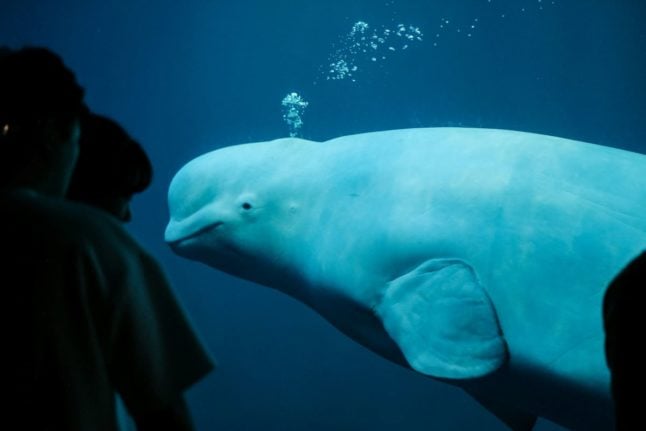 Pictured is a Beluga whale for illustration purposes.