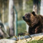 Wolves to bears: Where in Austria could you come across predators?