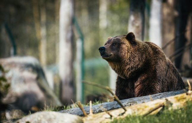 Wolves to bears: Where in Austria could you come across predators?