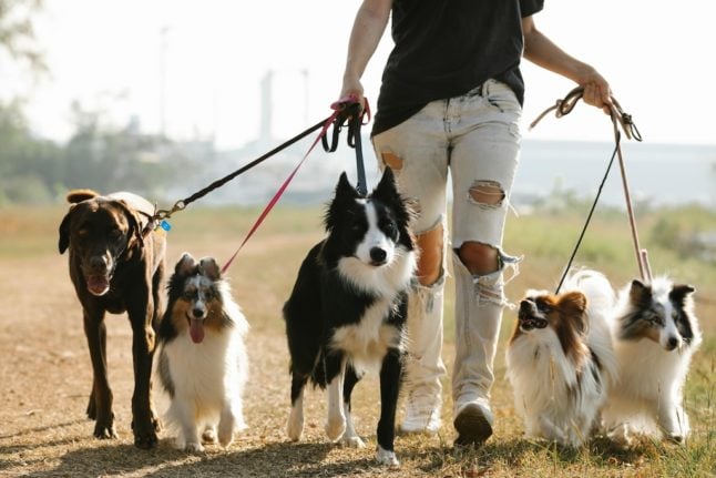 How to make money by dog walking and pet sitting in Spain