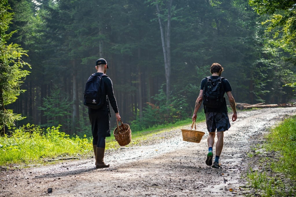 Everything you need to know about foraging for wild fruit and mushrooms in Spain