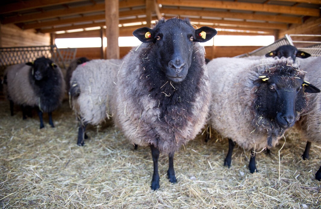 Pomeranian sheep in Landschaftspark Herzberge