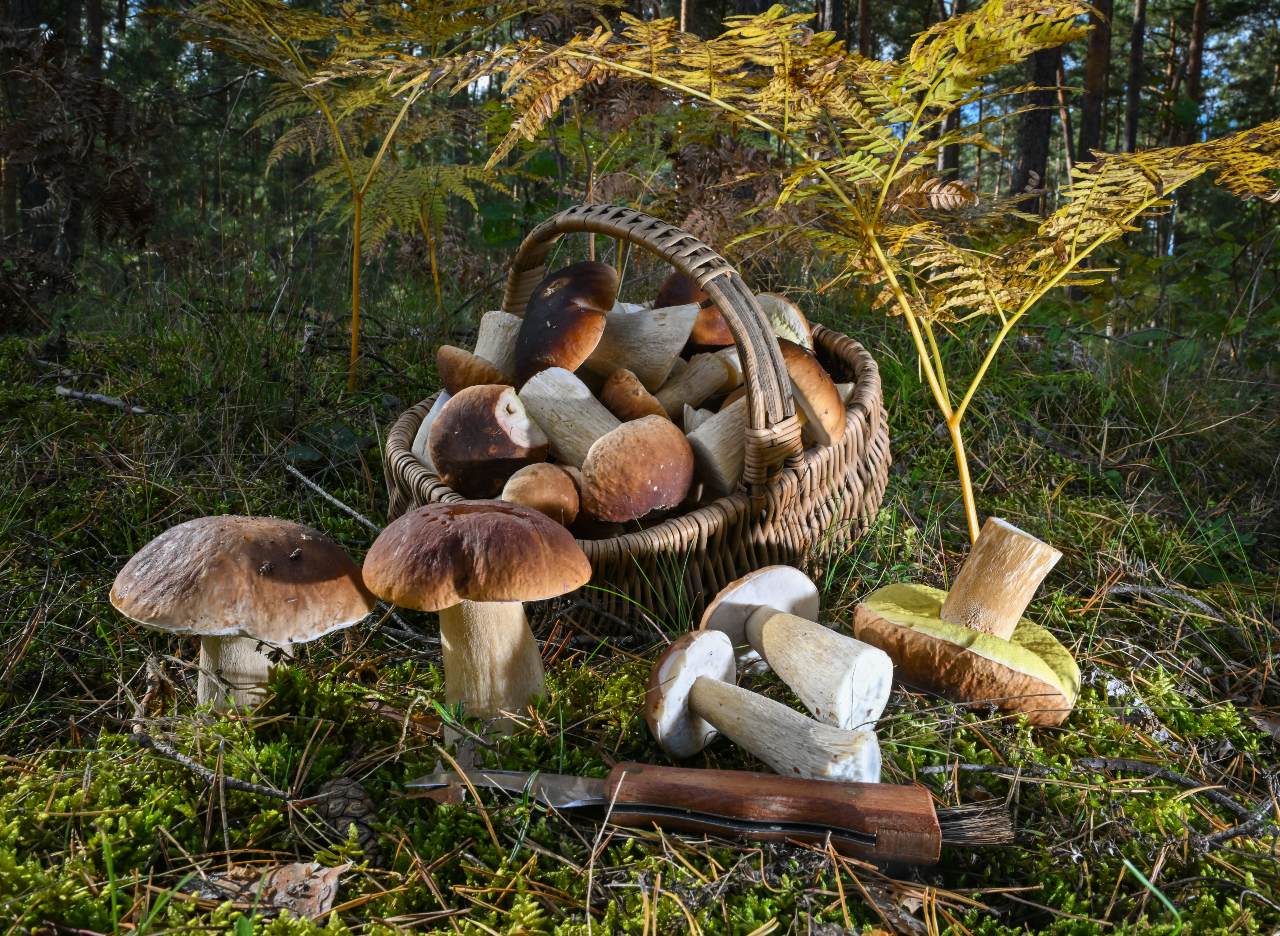 REVEALED: The best places to go mushroom foraging in Germany