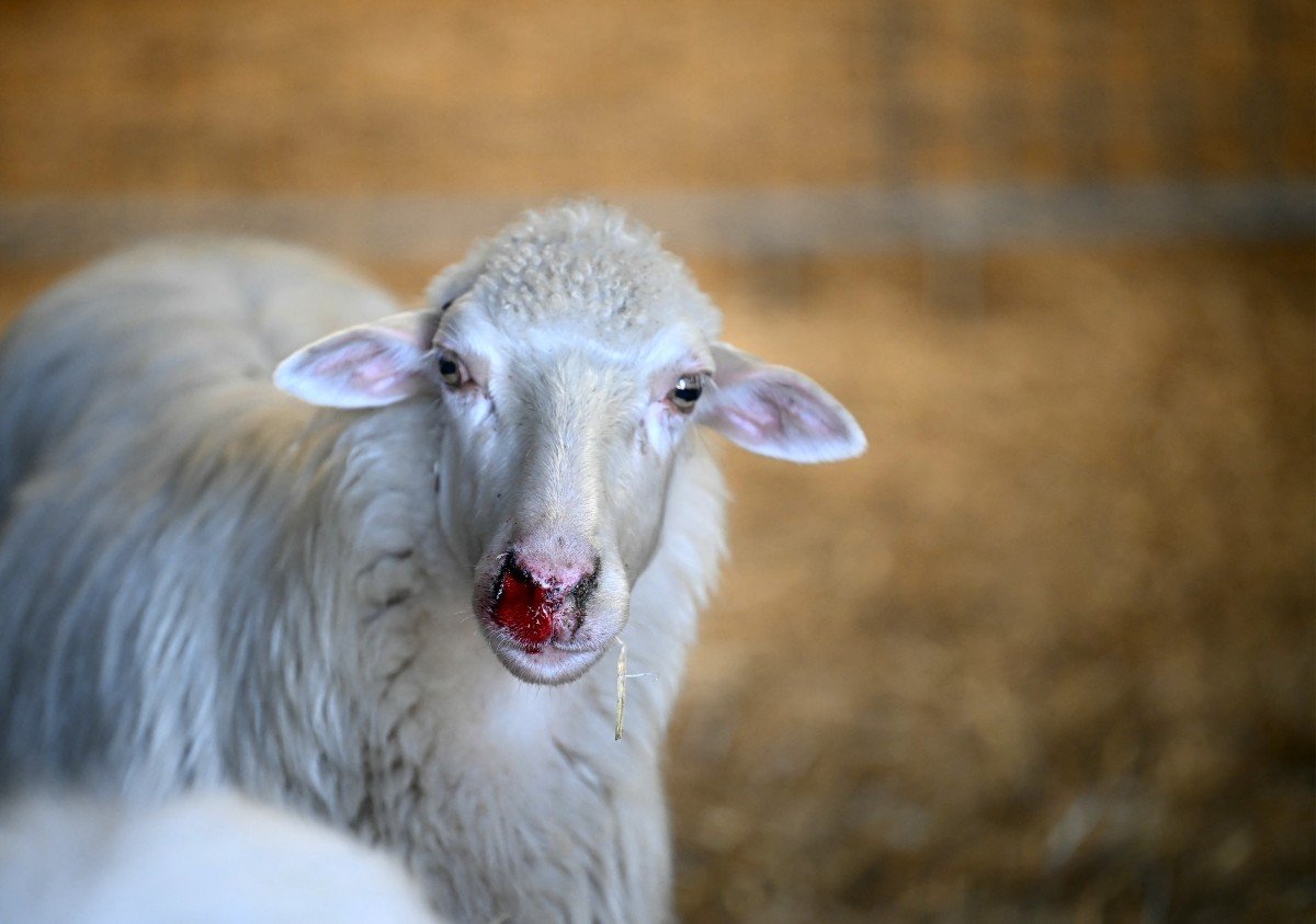 German sheep farmers feel abandoned in bluetongue crisis