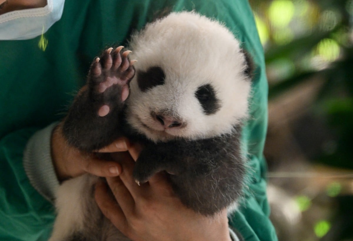 In Pictures: Twin panda cubs to make public debut at Berlin zoo