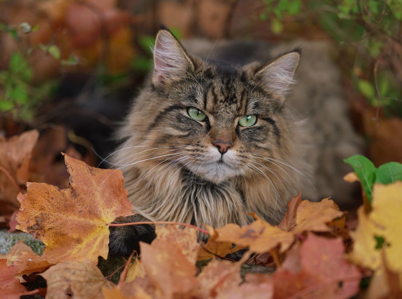 Reader photo of the week: Autumn leaves in Sweden