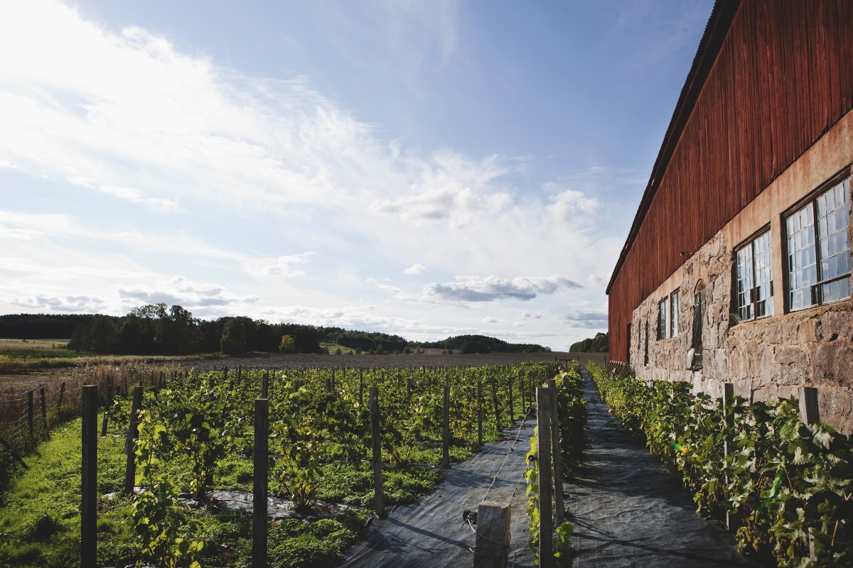 What would a collapse in the Gulf Stream do to Denmark, Sweden and Norway?