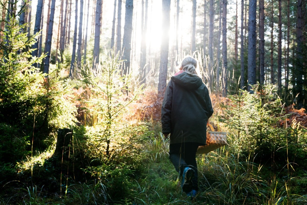 Inside Sweden: What a mushroom-hunting trip taught me about judging Swedes