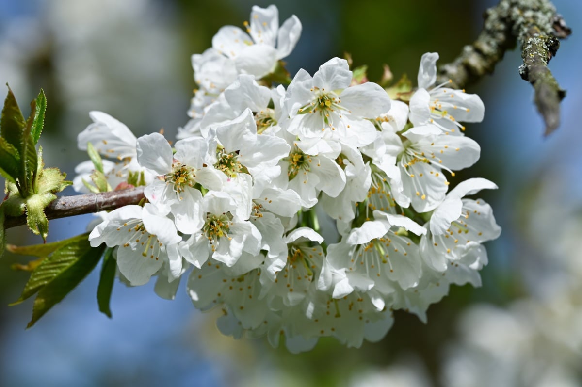 ‘Barbarazweig’: The German Christmas tradition for St Barbara’s Day