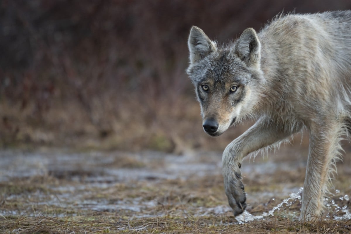 Europe set to allow more wolf hunting after protection status lowered