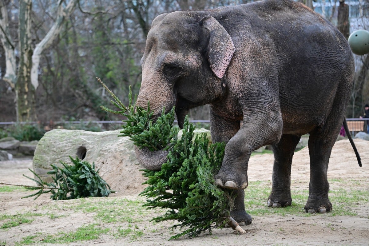 IN PHOTOS: Animals at Berlin Zoo get a belated Christmas present