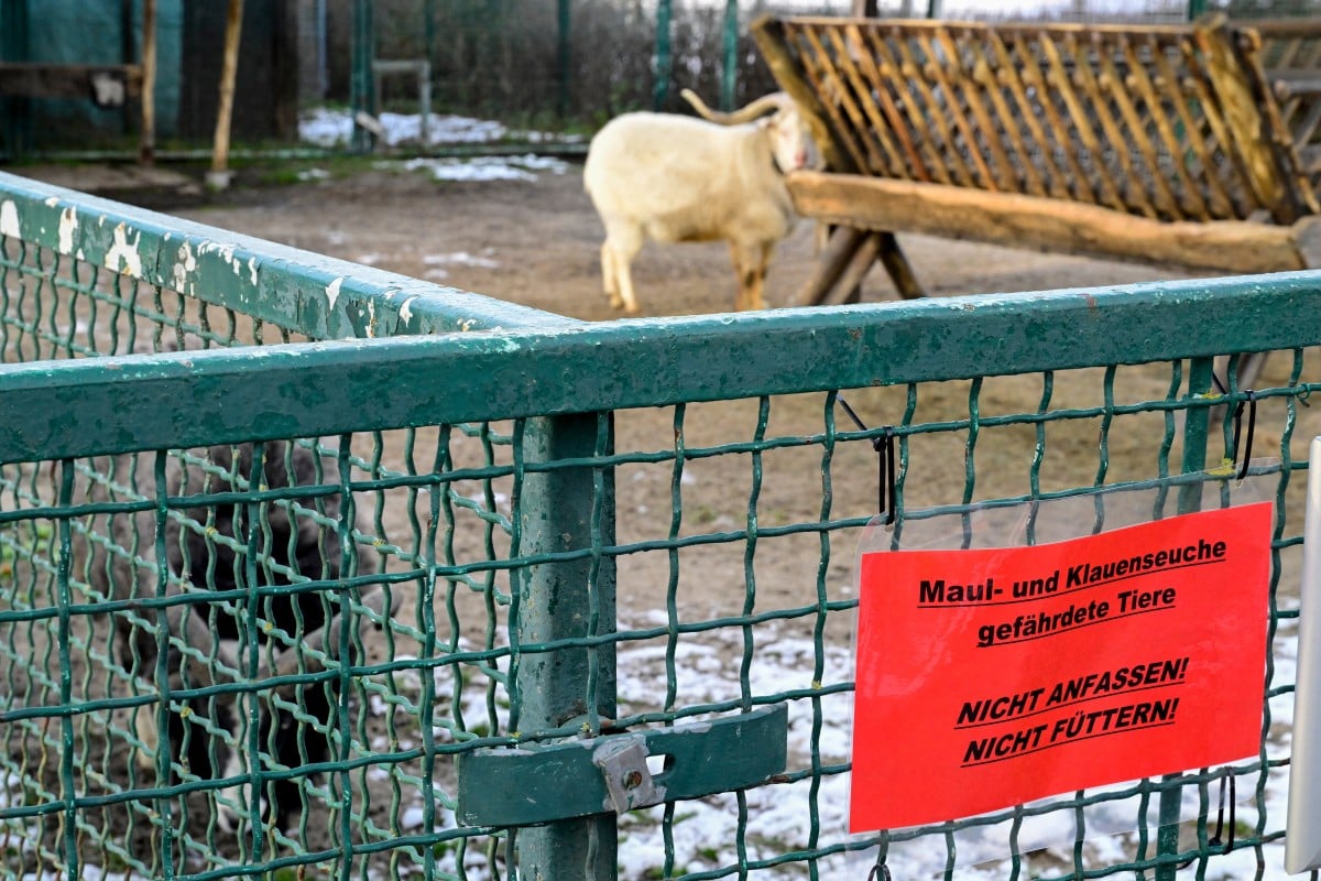 Germany races to contain foot-and-mouth outbreak amid export fears