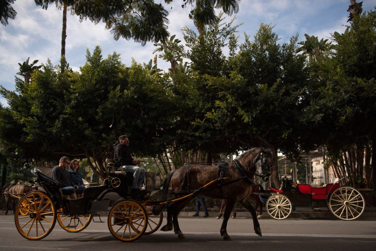 Spanish tourist hotspot Málaga to ban horse-drawn carriages