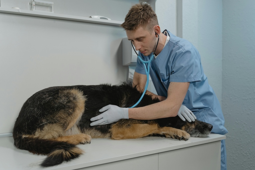 The new law vets in Spain hate and pet owners should know about