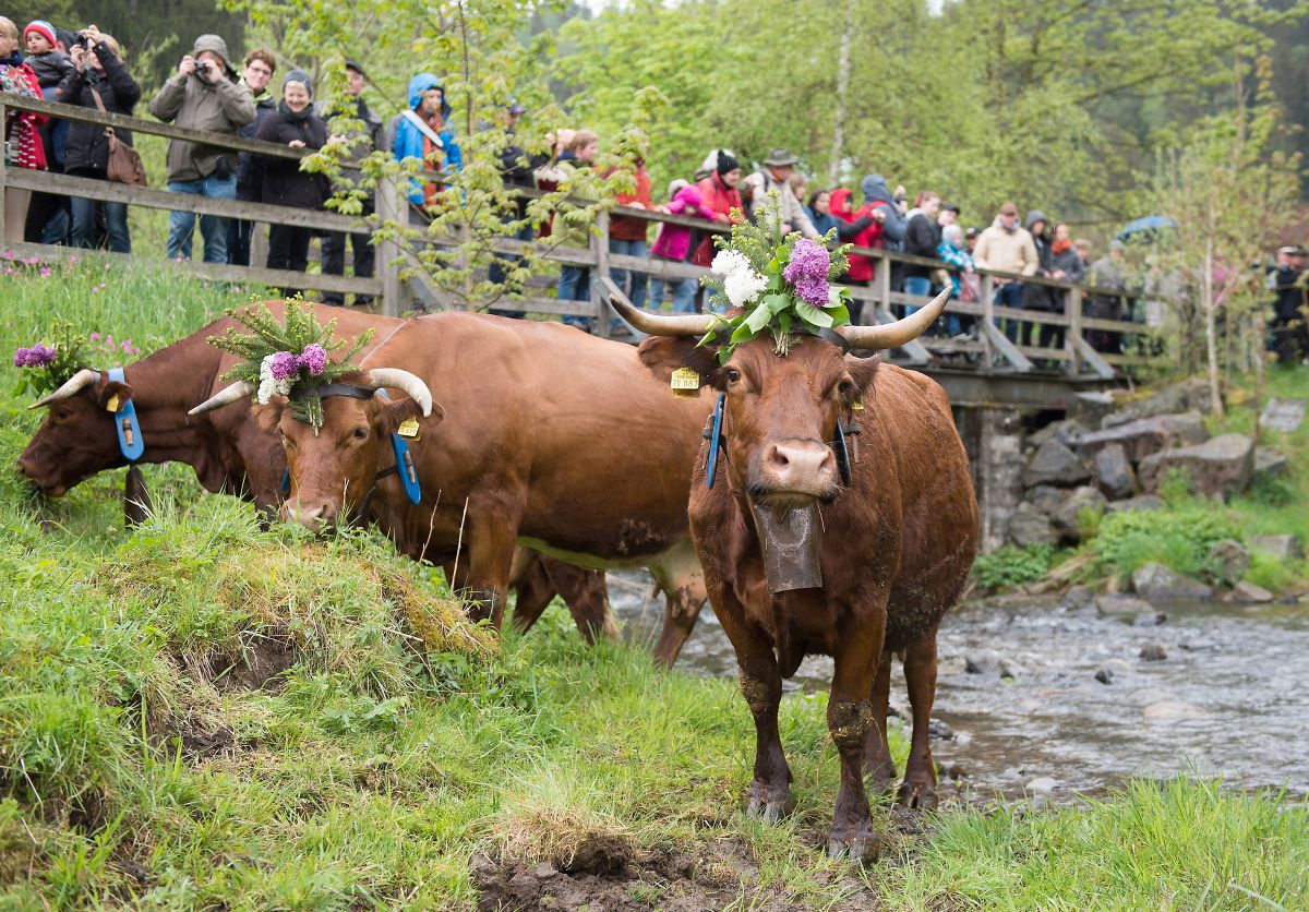 Cows with flowers on their heads graze by the river as people look on from a bridge in Lower Saxony.
