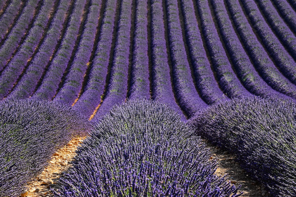lavender fields Spain. 