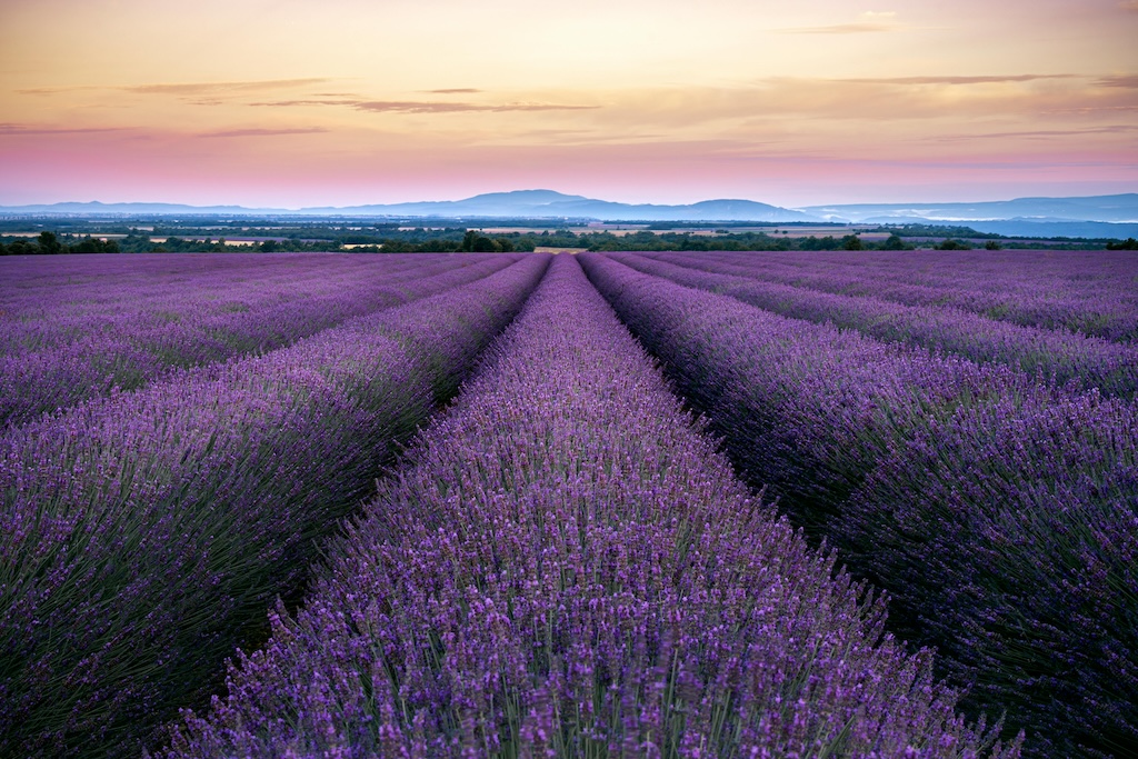 lavender fields Spain. 