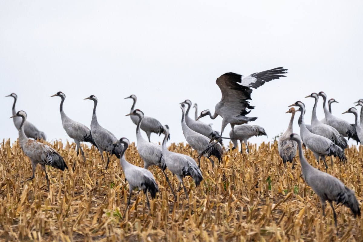 Eurasian cranes seen in a dried and harvest field.