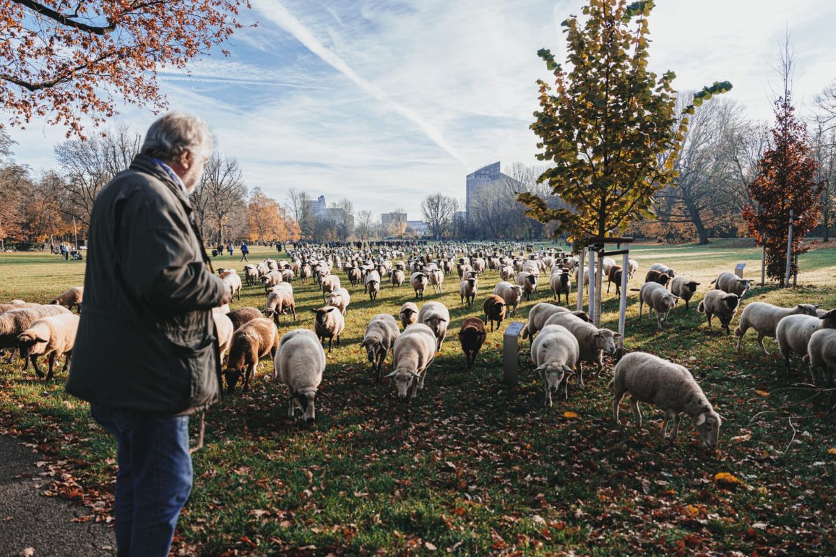 Sheep are seen grazing in Wöhrder Wiese.