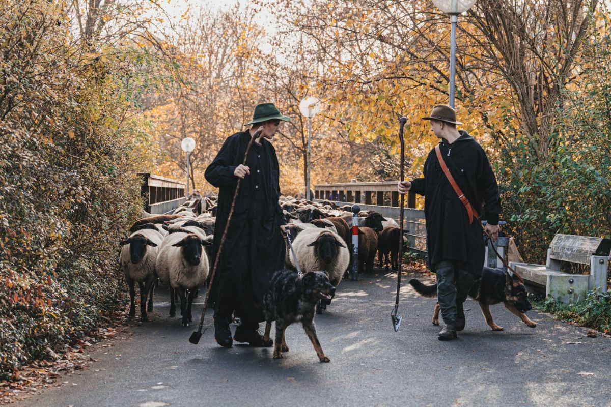 The flock is led across a pedestrian bridge.