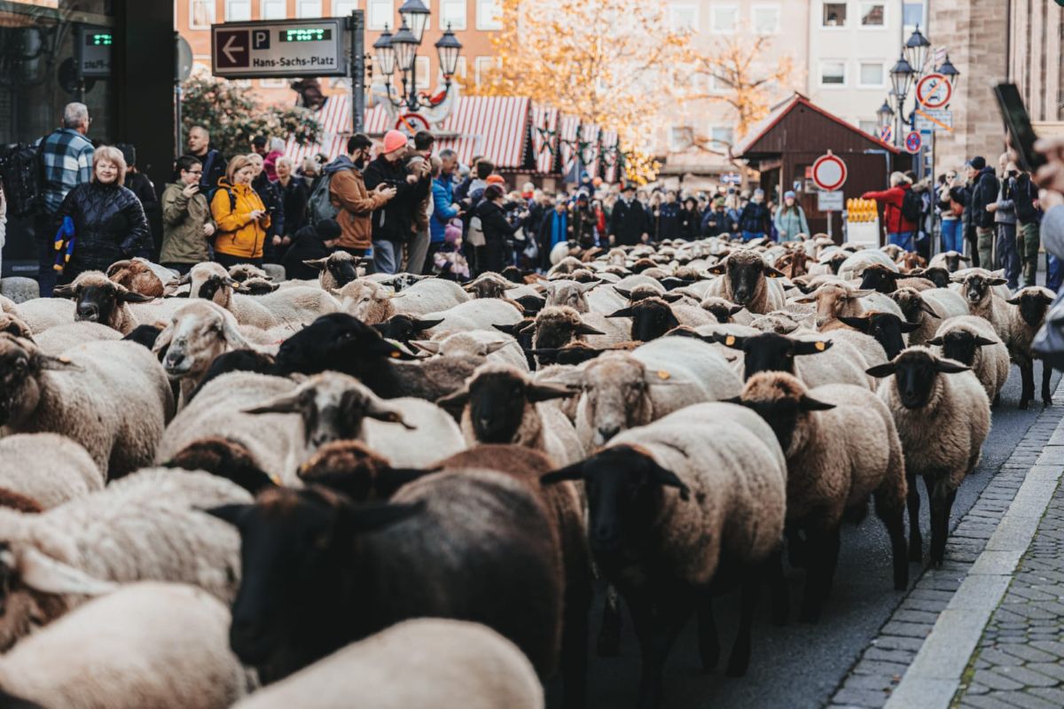 Sheep march toward the camera in Nuremberg's central market.