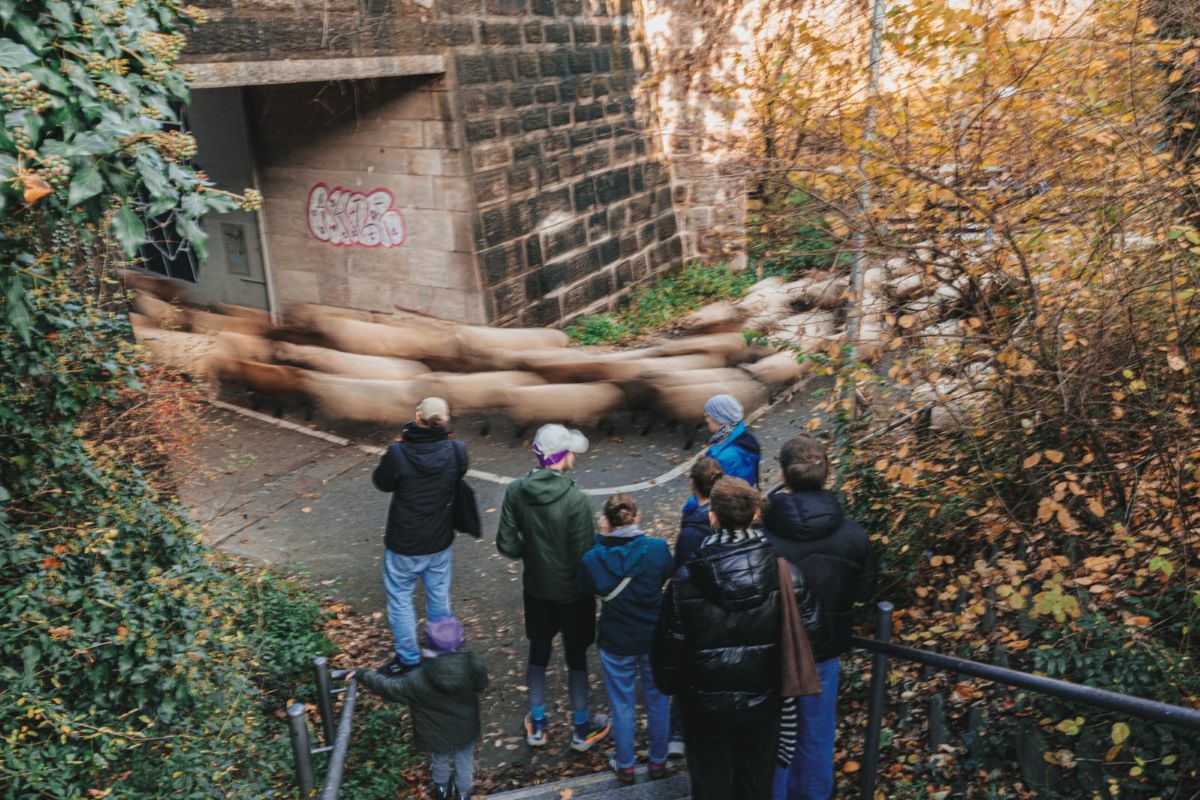 A stream of blurry sheep stream past onlookers.