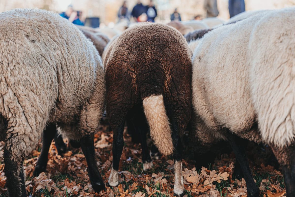Three sheep butts seen up close as the herd moves through the field.
