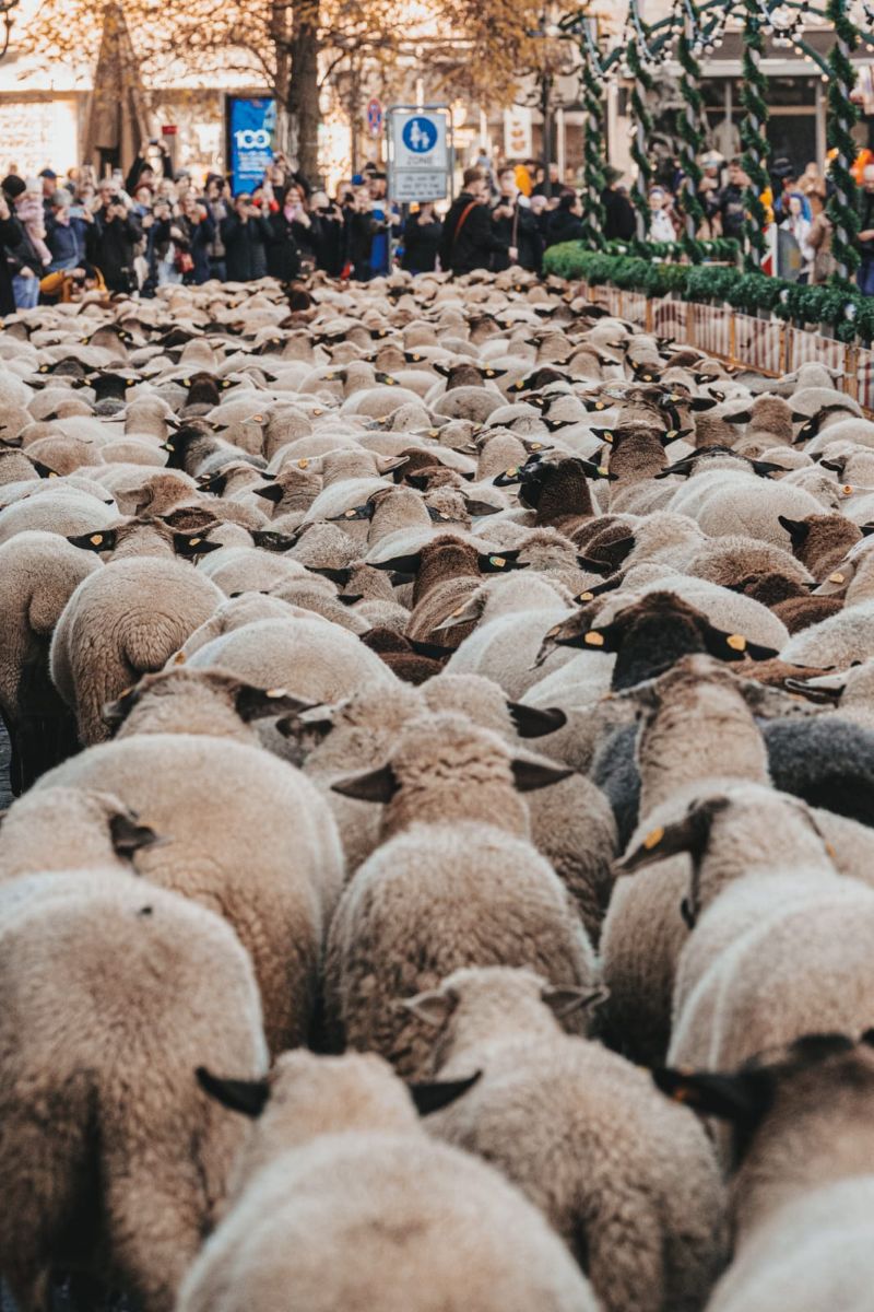 A sea of sheep move through a narrow street.