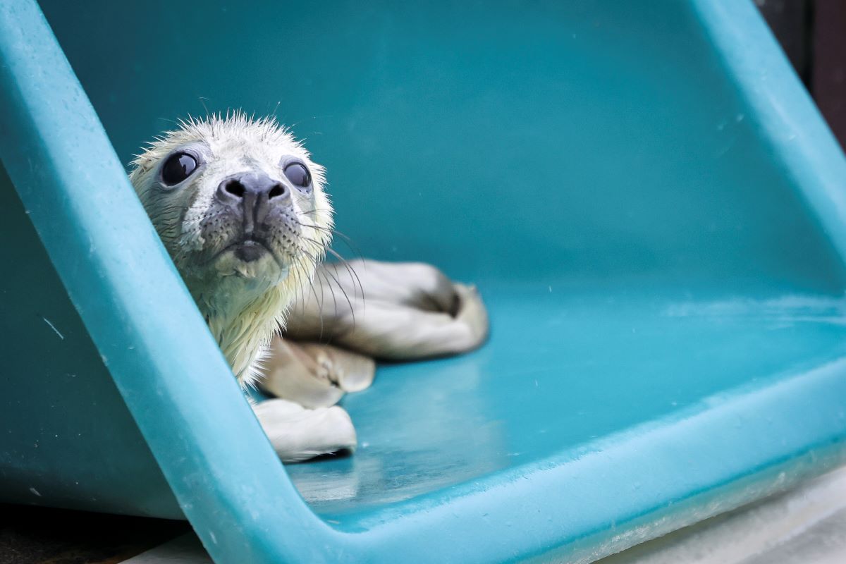 a grey seal pup, peeks out of a blue wheelbarrow