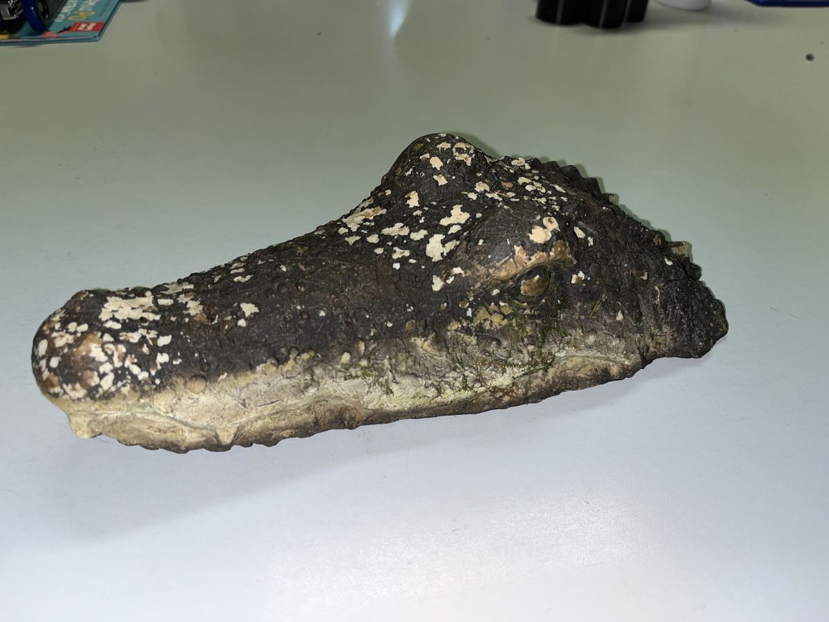 A plastic crocodile's head is seen on a white table in the police station.